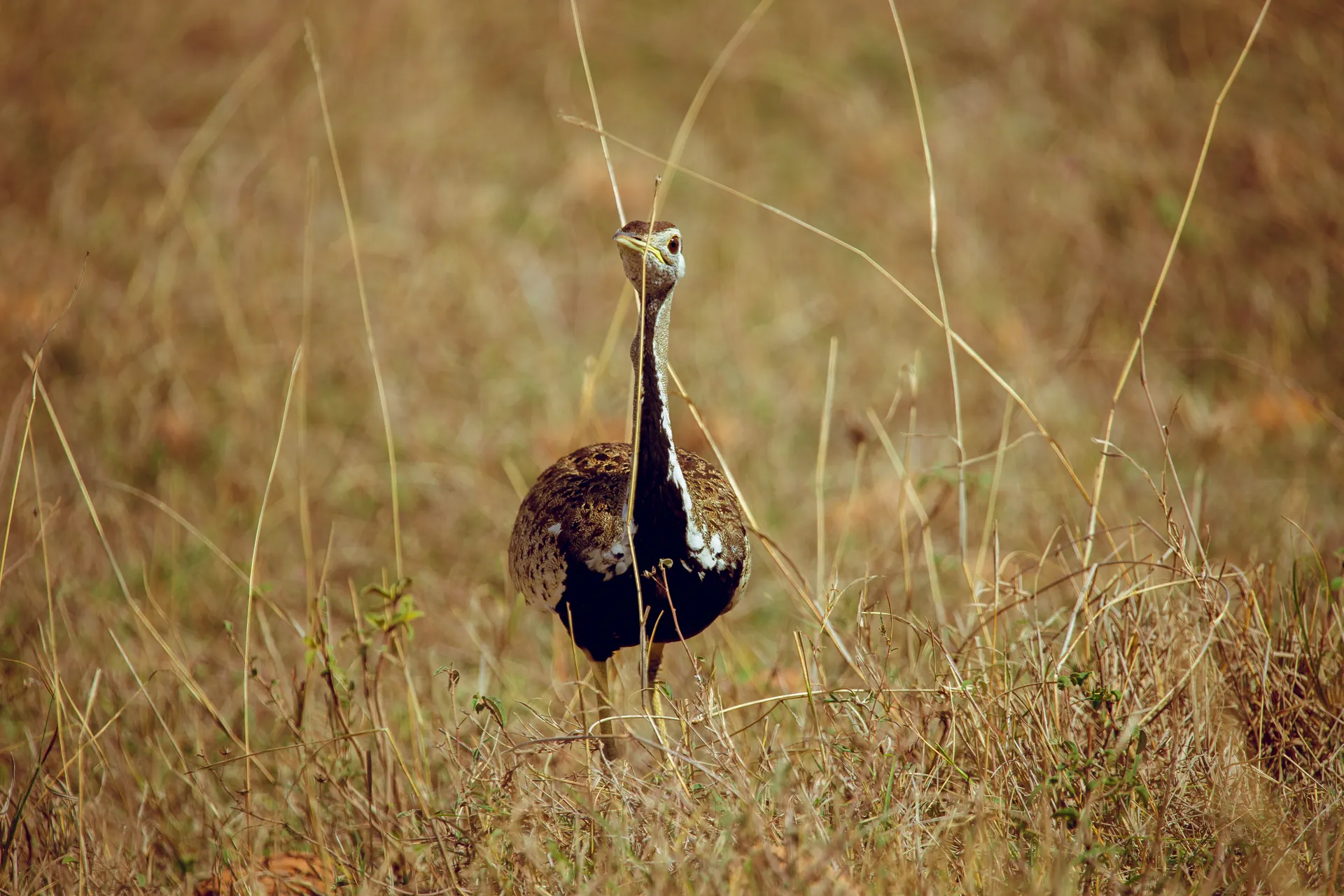 Wildlife in an East African safari landscape